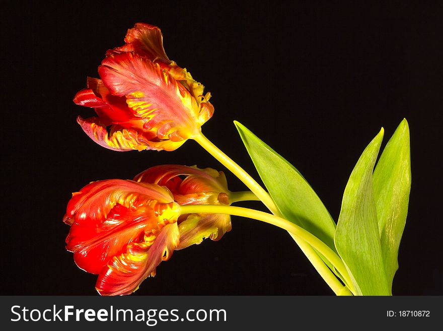 Three tulips on a black background