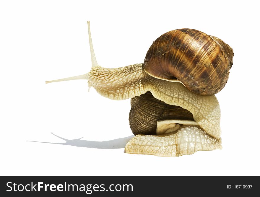 Snails  on white background