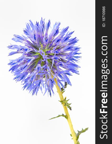 Thistle close-up flower isolated on white