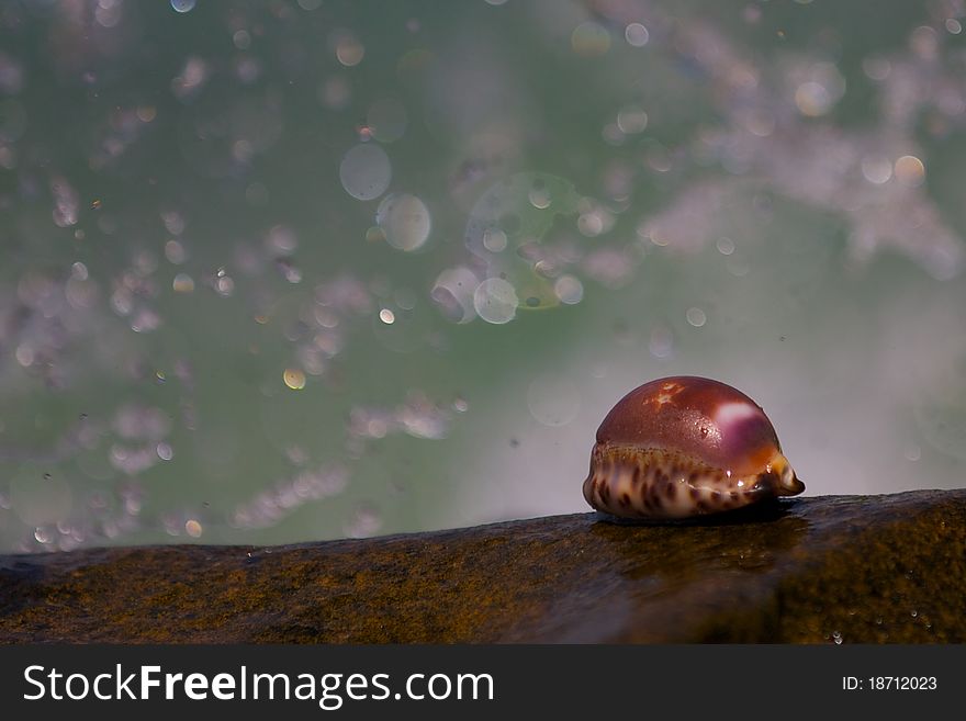 Big, beautiful shells lying on a rock close to the background of splashing waves. Big, beautiful shells lying on a rock close to the background of splashing waves