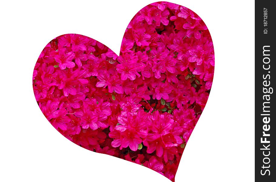 Photograph of bright pink/magenta azelias in the shape of a heart. Photograph of bright pink/magenta azelias in the shape of a heart