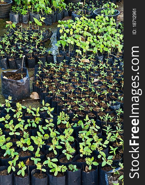 Many baby plants in nursery house