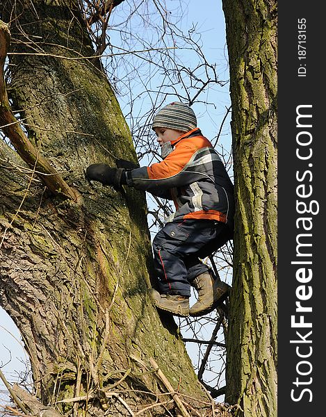 Boy Climbing Tree