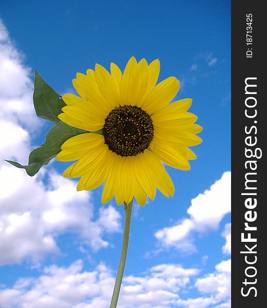 Sunflower aginst sunny blue sky