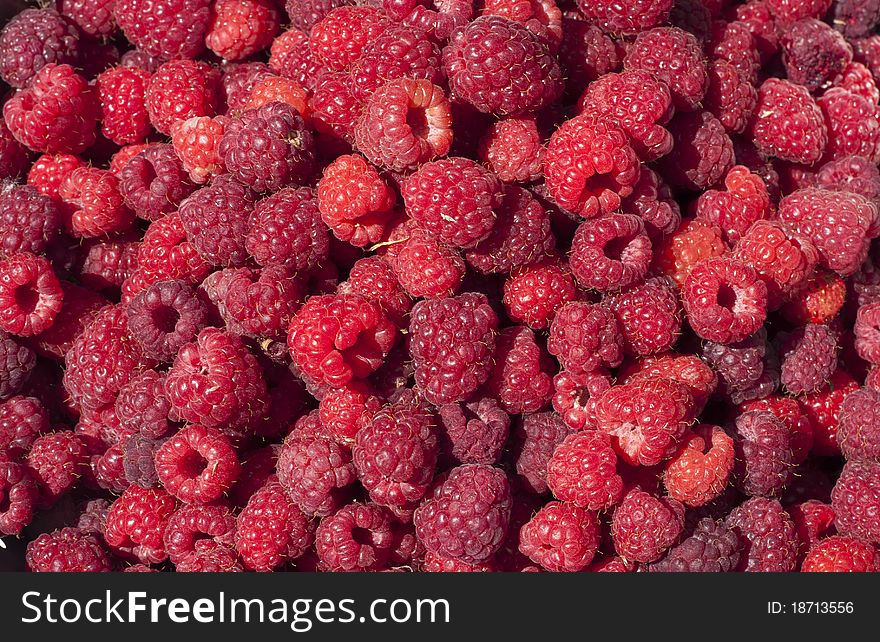 Background image of hand picked fresh raspberries