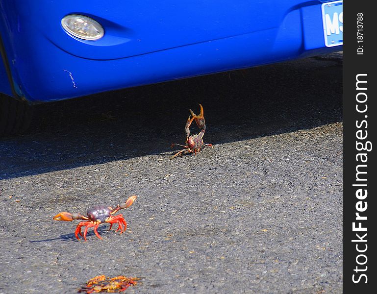 Cuban Crabs fighting against the Dangers of Traffic. Cuban Crabs fighting against the Dangers of Traffic
