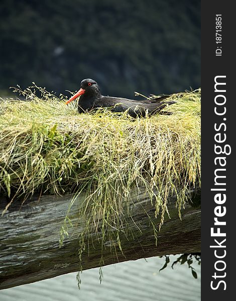 Oyster Catcher Bird New Zealand