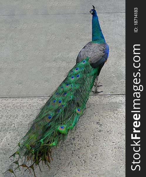 Portrait of a beautiful peacock with tail folded