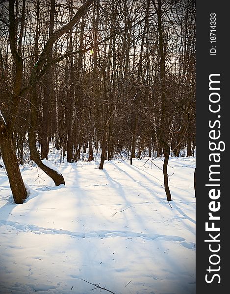 Sunny day in the winter forest