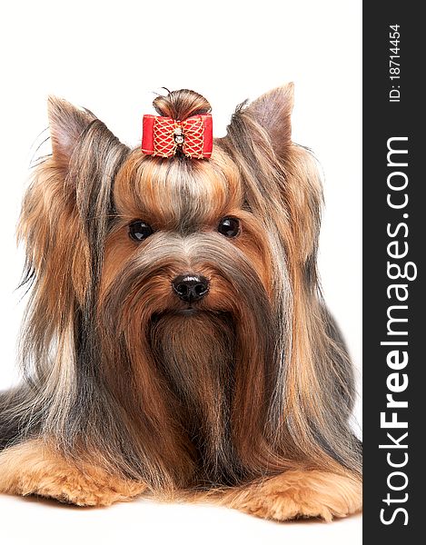 Yorkshire terrier