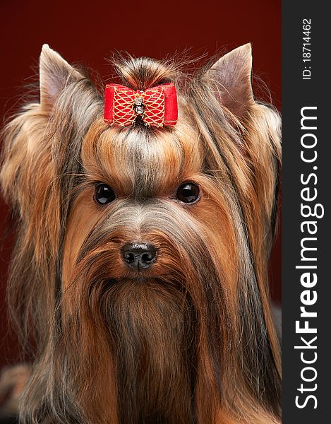 Yorkshire terrier