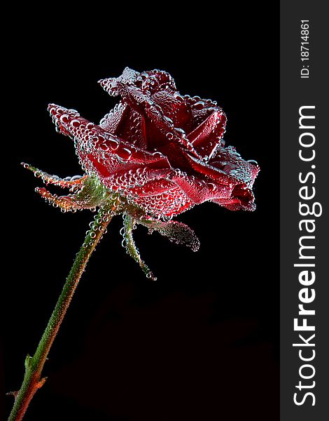 Red rose with water drops over the black