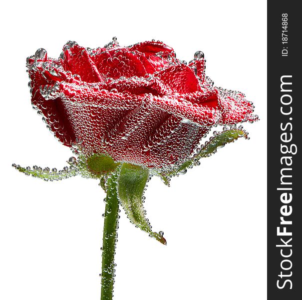 Red rose with water drops isolated on white