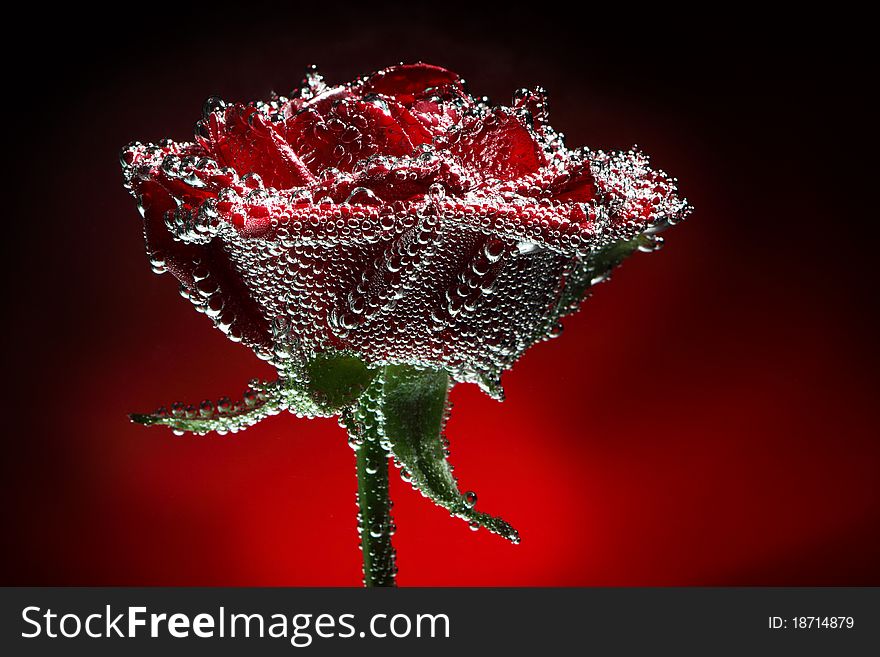 Beautiful close-up rose with water drops