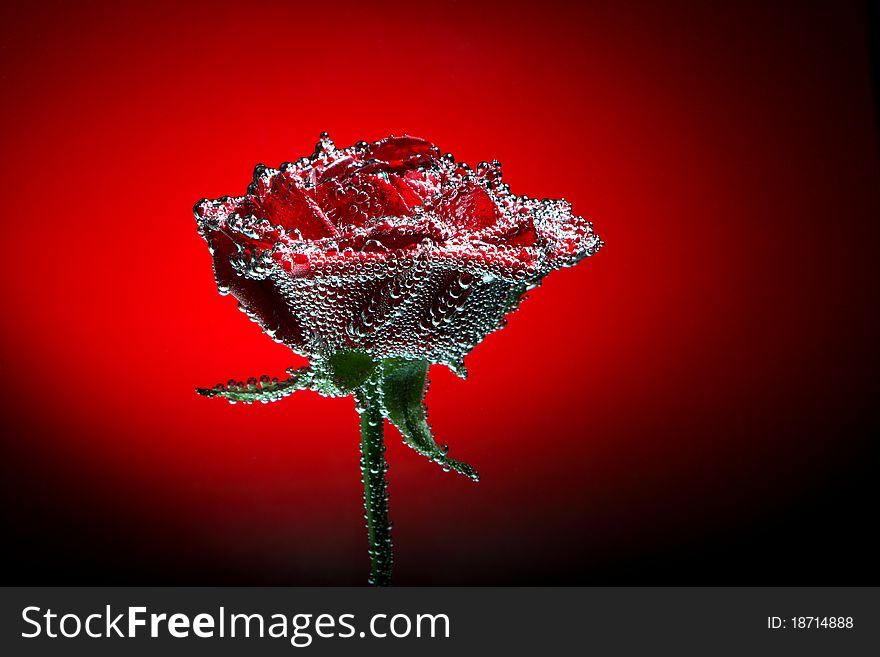 Beautiful close-up rose with water drops