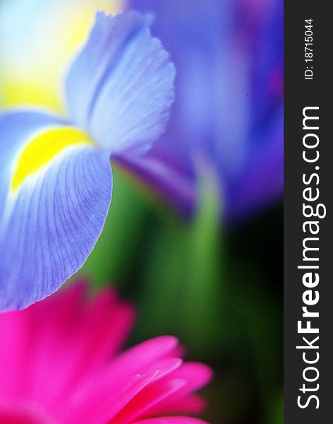 Blue Yellow Dutch Iris Close Up with Pink Gerbera Leaf. Blue Yellow Dutch Iris Close Up with Pink Gerbera Leaf