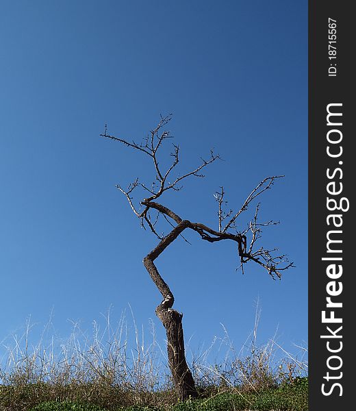 Single tree over cloudlessness welkin