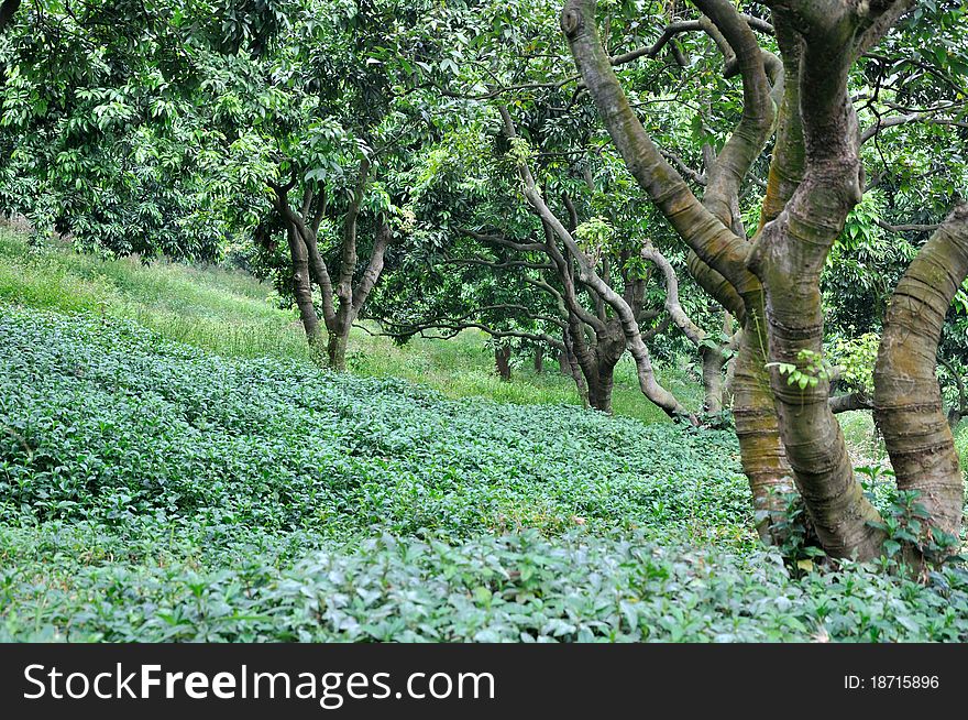 Litchi trees on brae