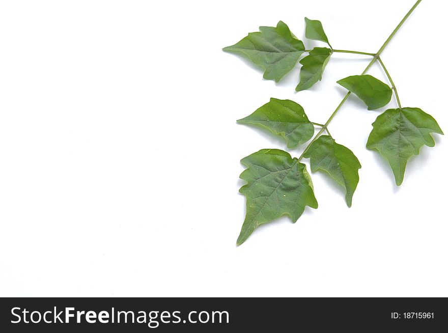 Green leaf isolated