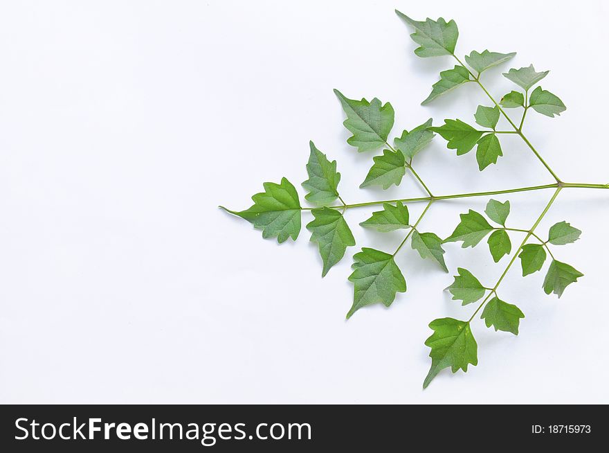 Green Leaf Isolated
