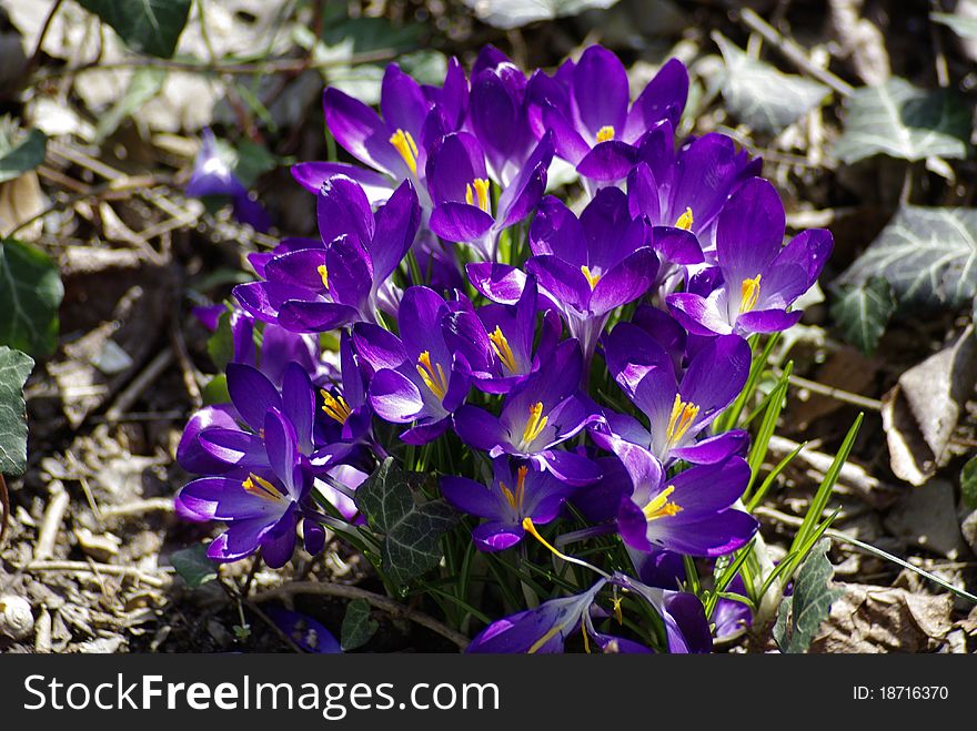 Photograph of a bunch of deep purple crocus flowers growing in a bed of ivy. A salute to early spring. Photograph of a bunch of deep purple crocus flowers growing in a bed of ivy. A salute to early spring.