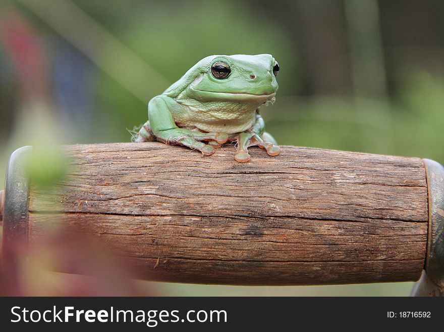 Green tree frog in garden. Green tree frog in garden