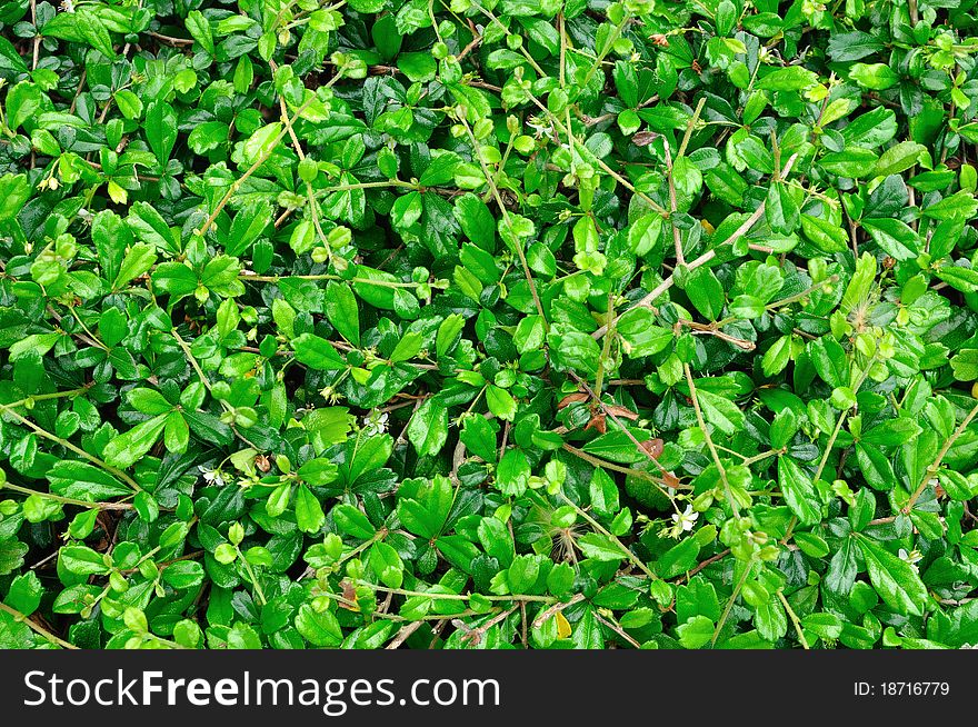 Background of green leaves in public park Bangkok, Thailand.