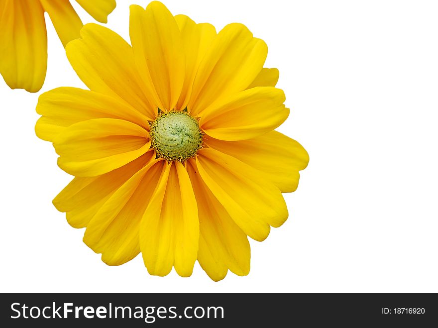 Sunflower frame on white background. Sunflower frame on white background