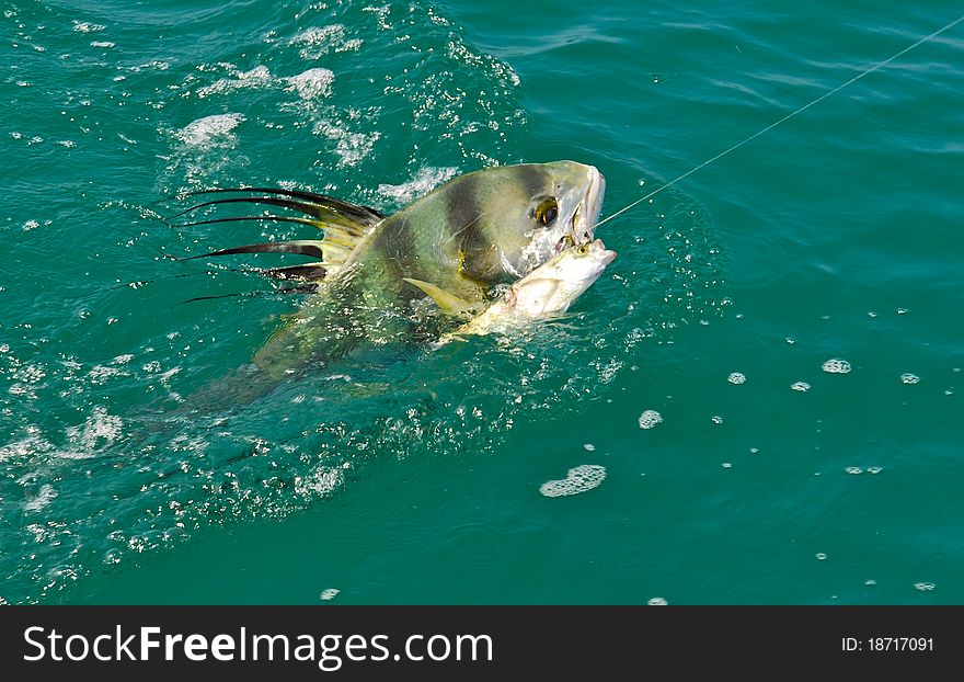 A rooster fish being reeled in on fishing line and its in and out of the water. A rooster fish being reeled in on fishing line and its in and out of the water.