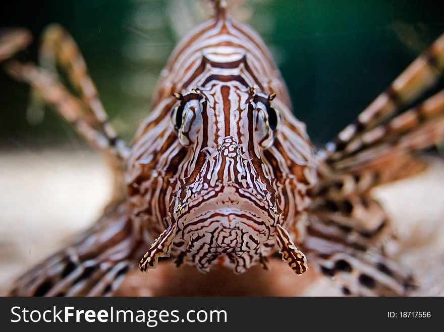 Frontal view of red lionfish (Pterois volitans), photographed in aquarium
