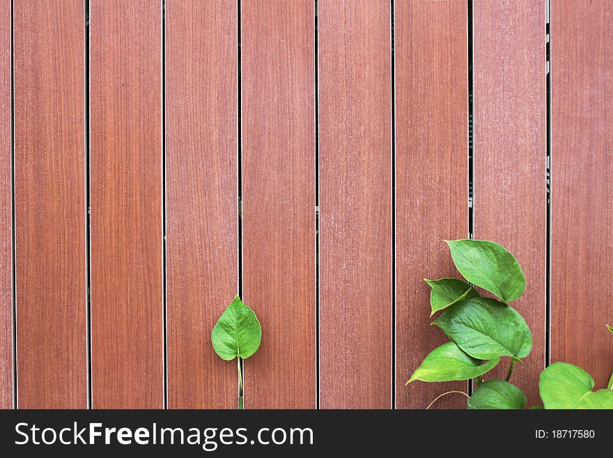 Green leaves with wooden wall for background