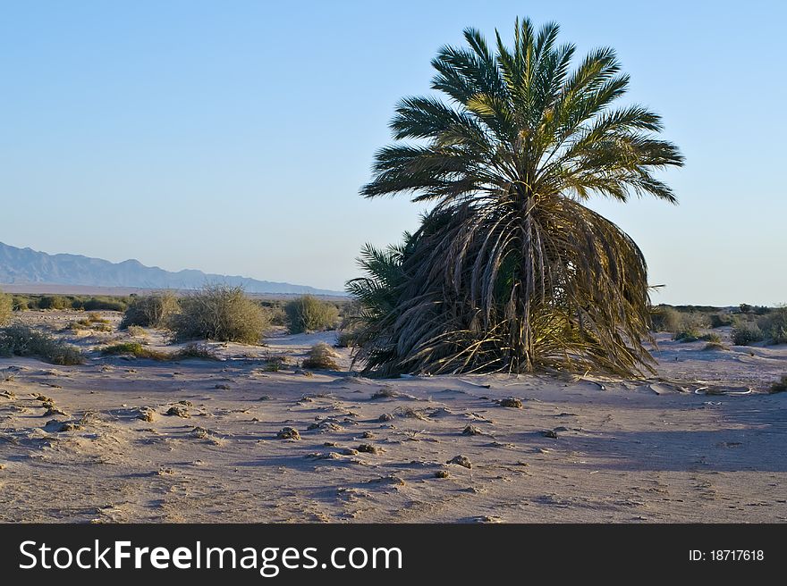 A Single Palm In Hot Desert