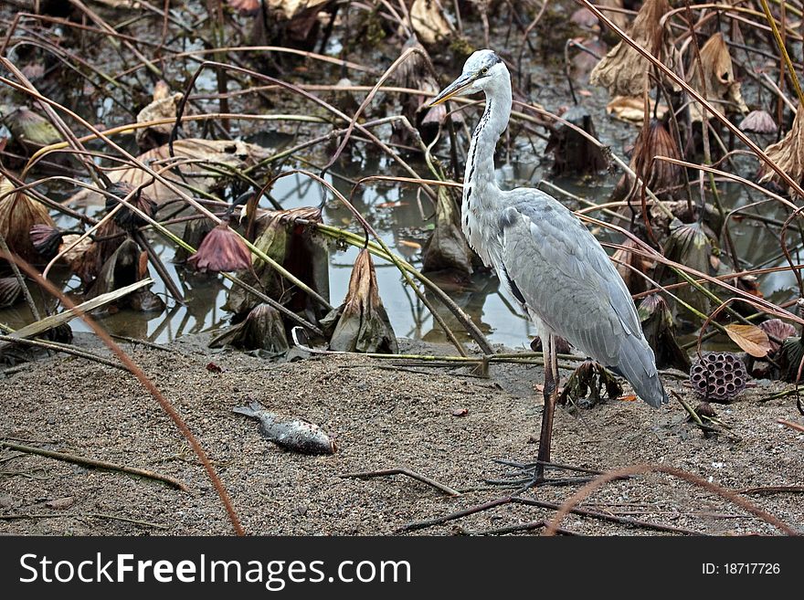 Gray heron (lat. Ardea cinere) with a fish