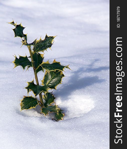 Green plant in winter snow with shadow. Green plant in winter snow with shadow