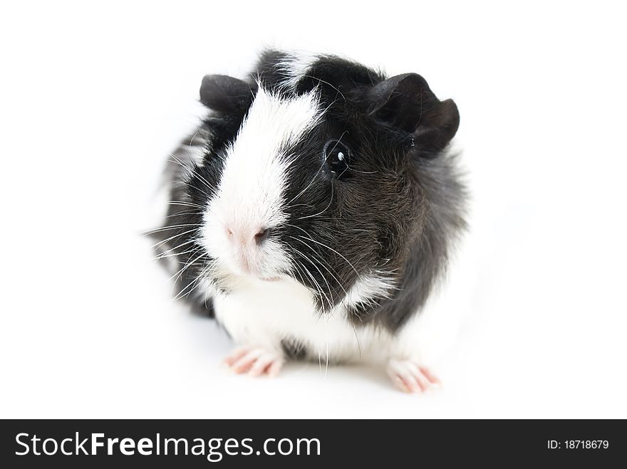 Guinea Pig isolated on white