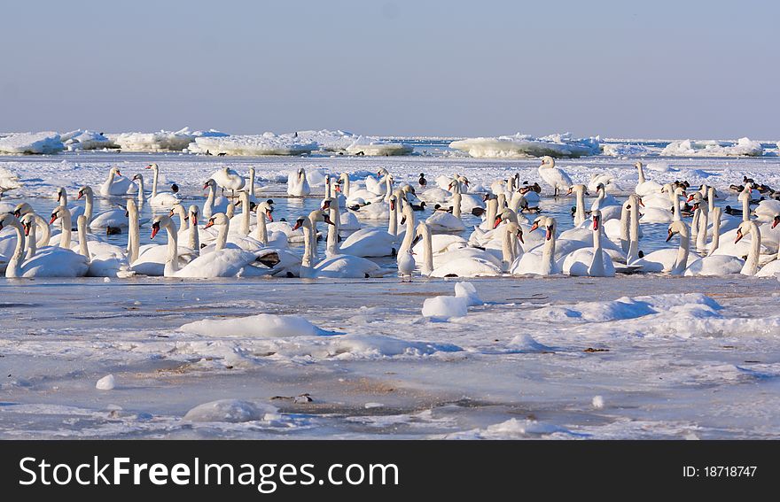 A flock of swans in the winter on the Baltic Sea