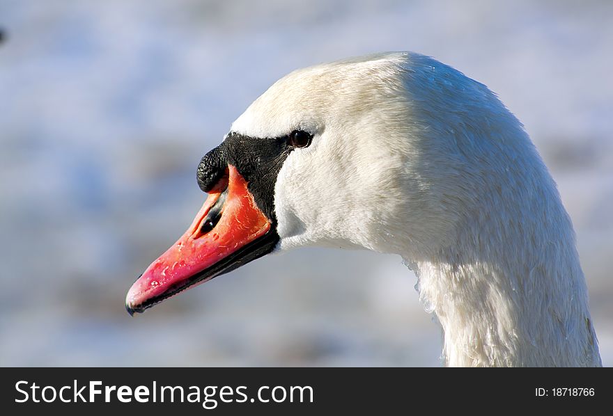 Portrait Of A Swan