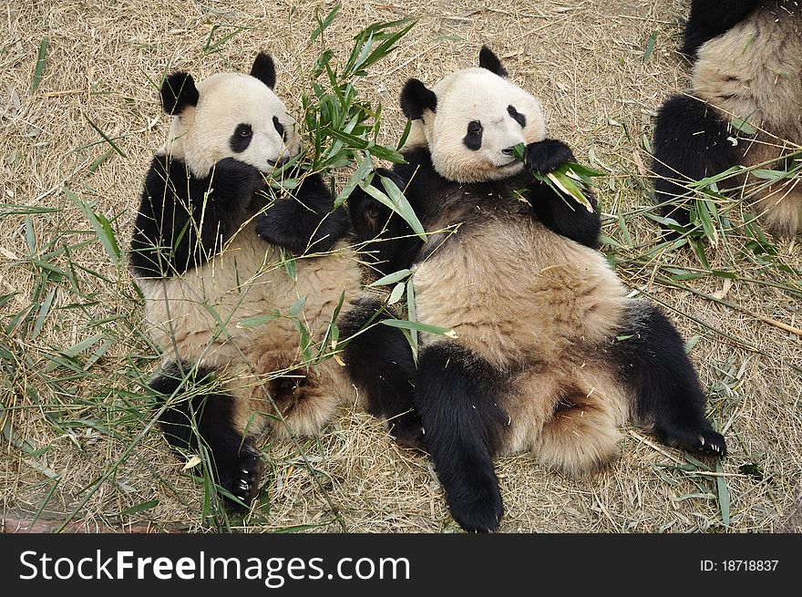 China Panda in Chengdu