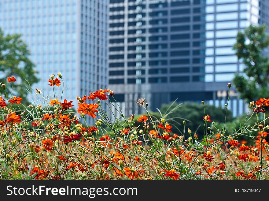 Blooming orange cosmos with modern buildings on background