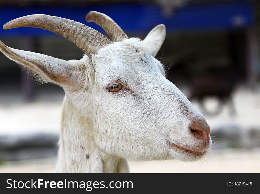 It is a goat in a Hong Kong farm. It is a goat in a Hong Kong farm.