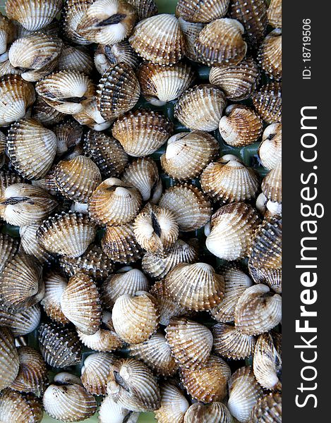 A background of fresh cockles for sale at a market. A background of fresh cockles for sale at a market