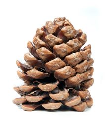 Pinecone Stock Image Pinecone Stock Image
