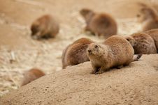 Prairie Dog Sentry Royalty Free Stock Photo Prairie Dog Sentry Royalty Free Stock Photo