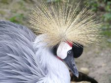 Black Crowned Crane Stock Photography Black Crowned Crane Stock Photography
