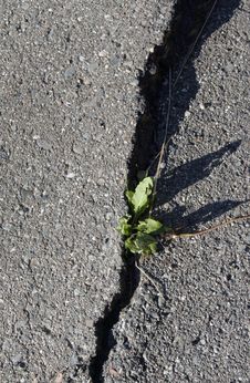 Crack In The Pavement Stock Images Crack In The Pavement Stock Images