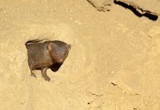 Dwarf Mongoose Stock Image