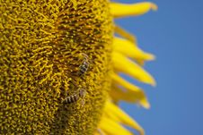 Sunflower Bee Stock Images Sunflower Bee Stock Images