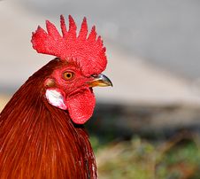Red Rooster Stock Images Red Rooster Stock Images