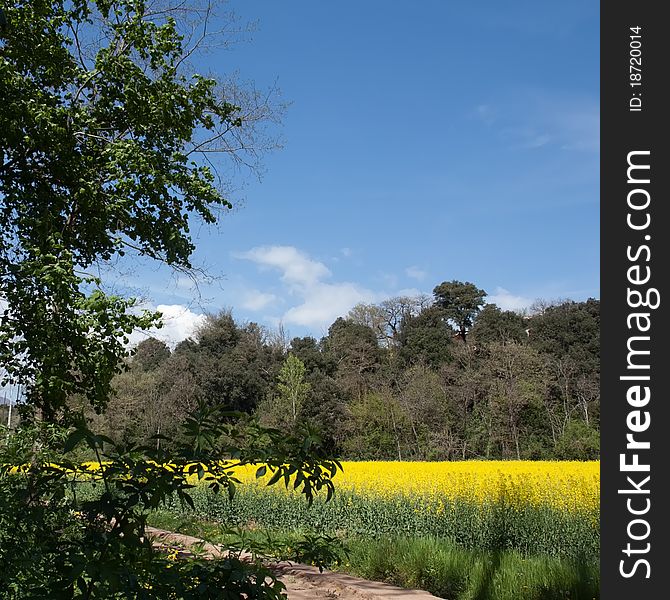 A field of oil seed. A field of oil seed