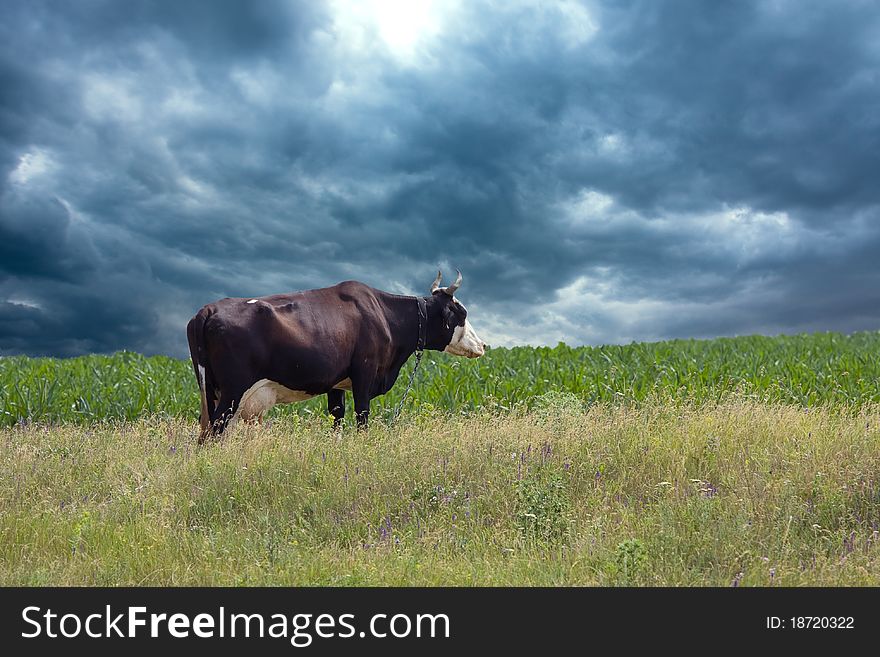 Landscape with cow on meadow